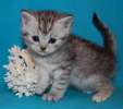 Британские котята - окрас (вискас) недорого 6 000 руб.