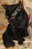 В дар! Котик Дэвид Блейн, черный пушистый курносый красотун. Молоденький (8 месяцев)  