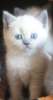 Британские котята редкого окраса блю-пойнт