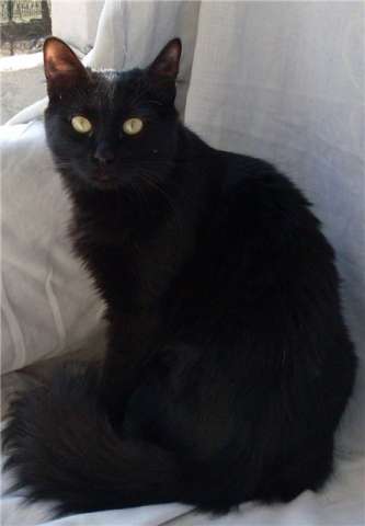 Черная кошка Багира. 10 месяцев. 