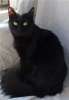 Черная кошка Багира. 10 месяцев. 
