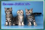 Британские и шотландские котята мраморного окраса  из питомника Daryacats