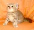 Нежный розовый комочек- британский котёнок