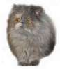 Персидская и экзотическая кошки в дар