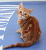 Очаровательные шотландские котики страйты - красный мрамор на серебре и без него