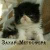 Персидский котик черно-белого окраса