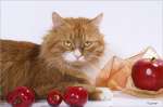 в дар очень ласковый и благодарный кот Тимоша-рыжий пушистый красавчик