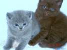 Очаровательные британские плюшевые котята