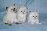 Продаются сибирские невские маскарадные котята