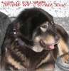 тибетский мастиф- щенки из профессионального питомника РКФ"С Волчьей Земли"