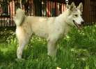 Найден щенок западно-сибирской лайки