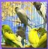 Волнистые попугаи мальчики - самцы домашнего разведения. Клетки, корм, минералы. 