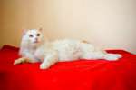 в дар пушистый золотисто-белоснежный кот Пуфик- ласкуша и умница