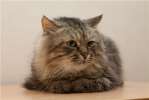 в дар сибирский кот Тиша-умница и ласкуша без вредных привычек