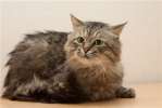 в дар крупный сибирский кот Кеша: ласковый и обаятельный красавец