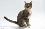 в дар гениальный и обаятельный кот Тайгер(10мес)- жертва развода