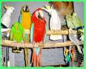 Питомник"MNP"- разведение, продажа попугаев больших, средних, малых видов. Клетки, корм, м