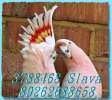 Питомник"MNP"- разведение, продажа попугаев больших, средних, малых видов. Клетки, корм, м