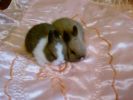 Карликовые кролики из питомника "Заячий домик"