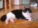 Люсьенна –  красивая кошка с достоинством!