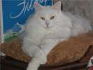 Шикарный белоснежный кот Стёпа в надёжные руки!