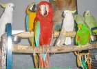 Питомник попугаев, продажа птиц, канареек.  Большие, крупные, средние, малые виды попугаев,