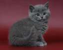 Продам недорого британских голубых котят