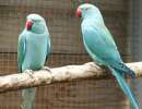 Ожереловый попугай - птенцы разного цвета