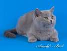 Британские котята классических окрасов. Хотите такого плюшевого мишутку? Звоните! 8-916-611-44-96