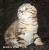 Супер яркий шоколадный мрамор - эксклюзивный шотландский котик