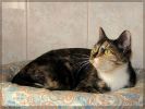 Яркая красавица кошка Луиза, европейская короткошерстная 
