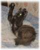 Рада и Пума, необыкновенные пушистые красотки-котята, 3 мес
