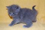 Бртитанские котята - окрас голубой.