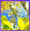 Выстовочные волнистые попугаи 