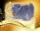 Бртитанские котята - окрас голубой. 7000 руб.