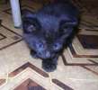 Чёрные бомбейские котятки -1,5 мес