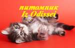 Более 20 Сибирских котят РАЗНЫХ окрасов!