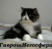 Би-колорный персидский котик