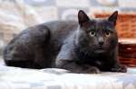 фенотипично русский голубой кот Байрон-Бари в дар