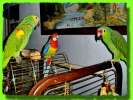 Большие, средние, малые виды попугаев, Канарейки.