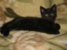 Черный котенок-мальчик, 1.5 мес. Красатун-слов нет!
