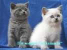 Британские плюшевые котята окрасы голубой и колорный
