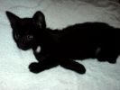 Черный котик с белым галстучком