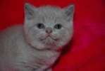 британский лиловый котик 5000рублей