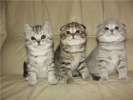 Очаровательные Скоттиш фолд и страйт-Шотландские (вислоухие и прямоухие) и британские элитные котята