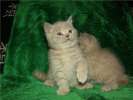 Скоттиш фолд и страйт-Шотландские (вислоухие и прямоухие)  элитные котята от Гранд Интер Чемпинов