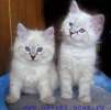 Невские маскарадные красивые и ласковые котята