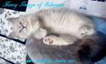 Невский маскарадный крупный котенок редкого окраса, 2 месяца