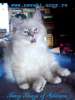 Крупный невский маскарадный котенок, окрас яркое серебро, 2 месяца