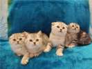 Скоттиш фолд и страйт-Шотландские (вислоухие и прямоухие) элитные котята от Гранд Интер Чемпиона